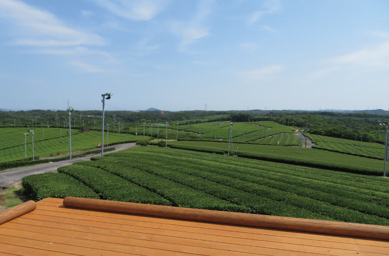 茶園見学